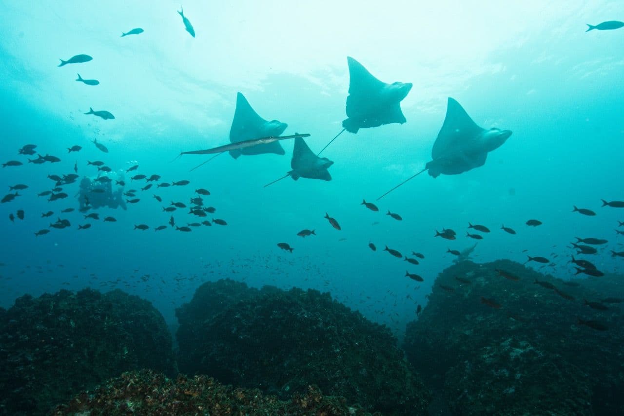 Galapagos Tours