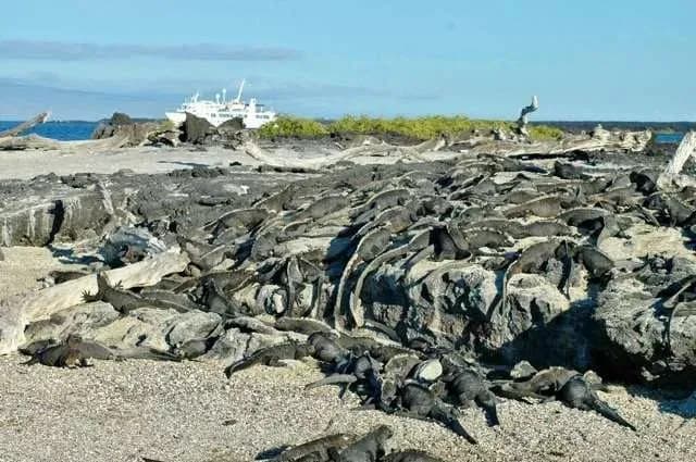6 AWESOME Things to do in Fernandina Island, Galapagos