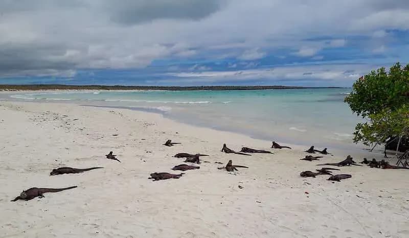 14 Handpicked things to do in Santa Cruz Island (with map)