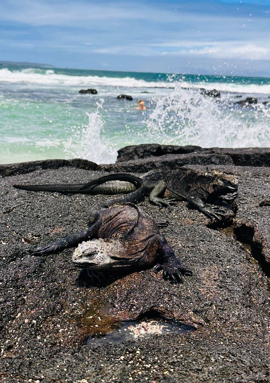 5 Días - 4 Noches Santa Cruz + Isabela (día libre en Isabela)
